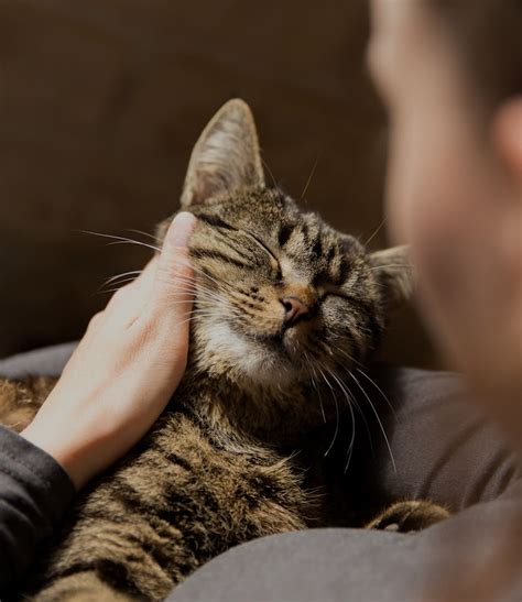 Image result for Cat Superposition