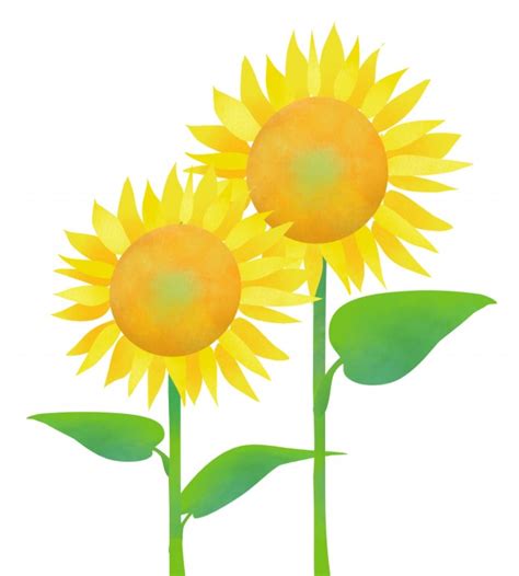Image result for 夏 イラスト かわいい