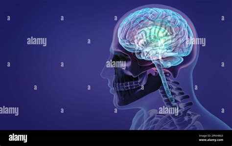 Image result for Brain and Nervous System