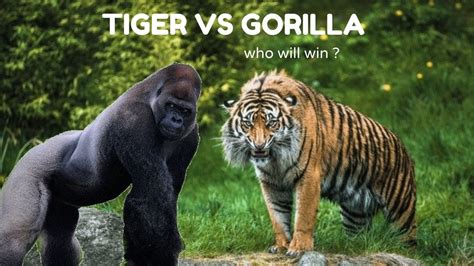 Python vs Tiger Fight에 대한 이미지 결과