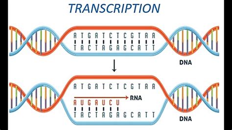 Image result for Translatie RNA