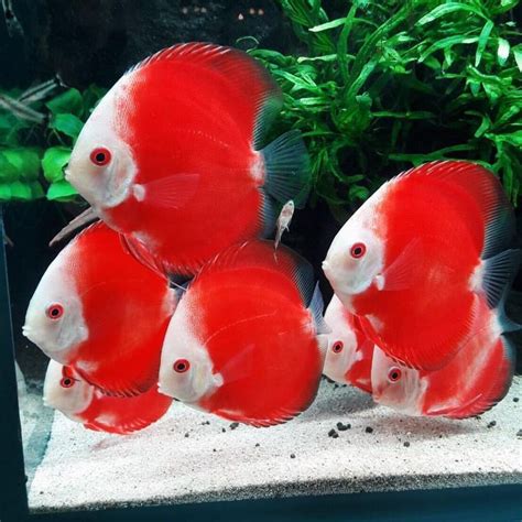 Discus Fish Natural Habitat に対する画像結果
