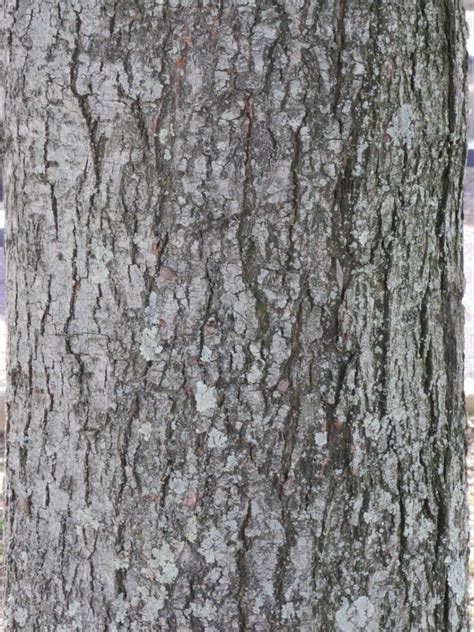 Red Maple : Tree Montgomery