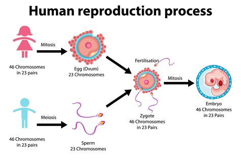 Reproductive System Biology-க்கான படிம முடிவு