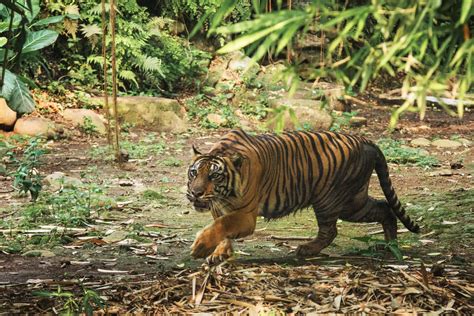 Toradh íomhá ar Function Structure in C