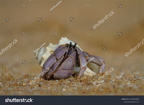Image result for Clam Coming Out of Shell