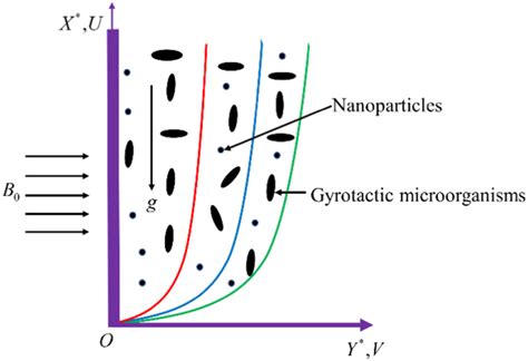 Physical Model Biology に対する画像結果