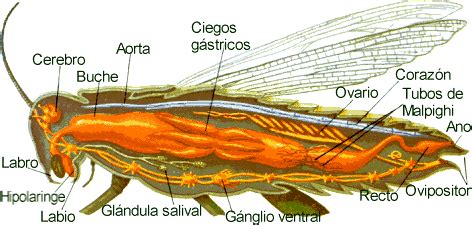 Image result for Estructura De Los Insectos