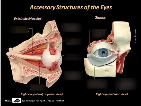 Image result for Accessory Visual Structures