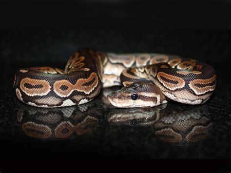 Image result for Calico Cinnamon Lesser Ball Python