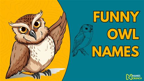 Image result for Funny Owl Names