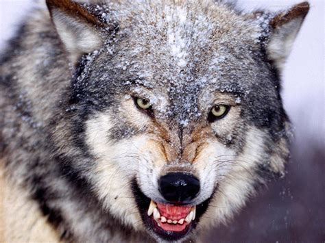 Pictures of Predators に対する画像結果