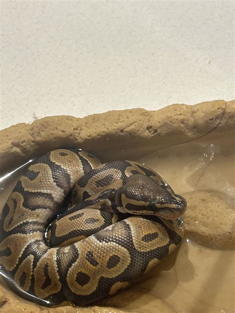 Ball Python Mites에 대한 이미지 결과