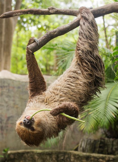 Image result for Pygmy Sloth