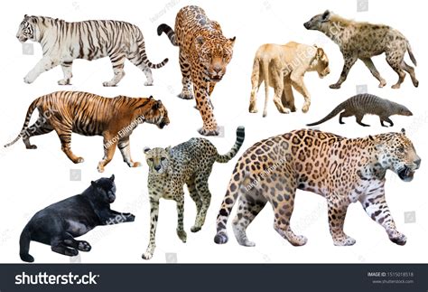 Pictures of Predators に対する画像結果