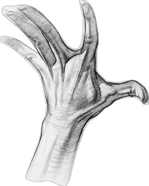 Image result for Proko Hand Anatomy