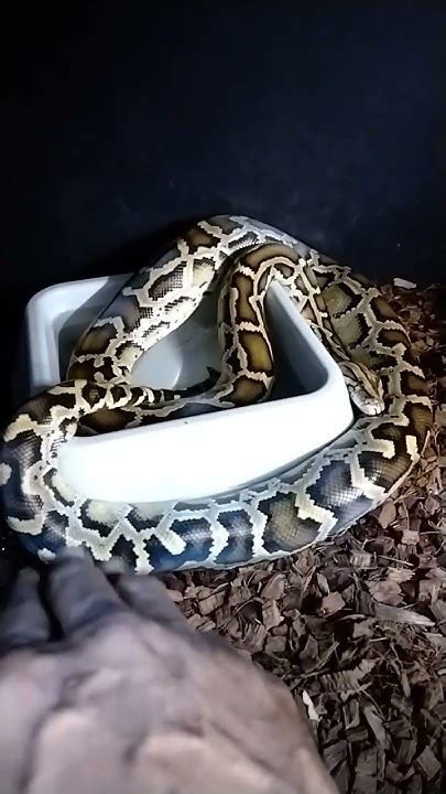 Toradh íomhá ar Handling Burmese Python