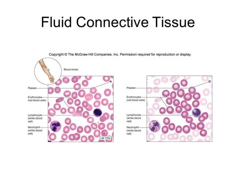 Tissue Fluid Creation માટે ઇમેજ પરિણામ