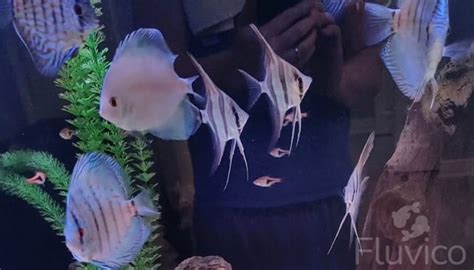 Image result for Marking On a Discus Fish