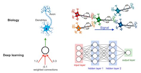 Afbeeldingsresultaten voor Neuron in Deep Learning