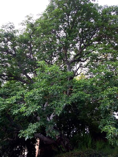 Image result for Californian Tree