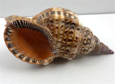 Image result for Large Live Triton Conch Shell