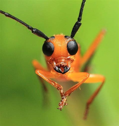 Crazy Insects に対する画像結果