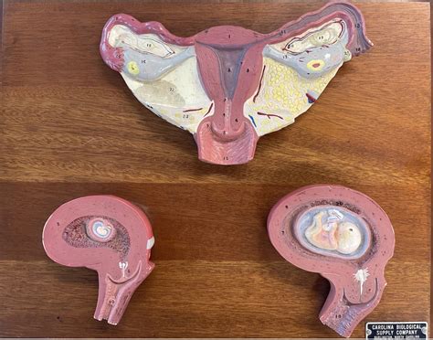 Image result for Female Reproductive System Fetus