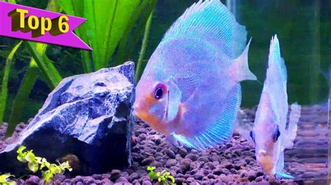 Image result for Purple Dragon Discus Fish