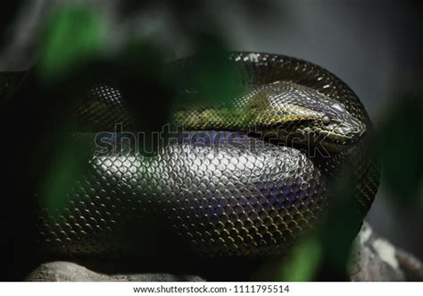 Anaconda Python Snake に対する画像結果