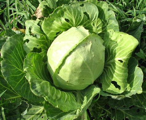 Image result for Cabbage