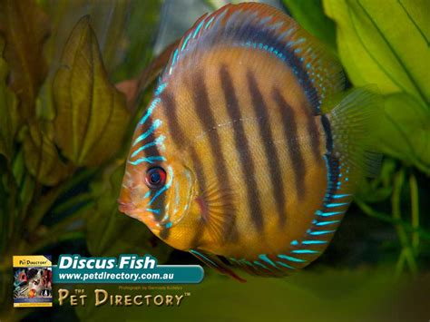 Discus Fish Solid に対する画像結果