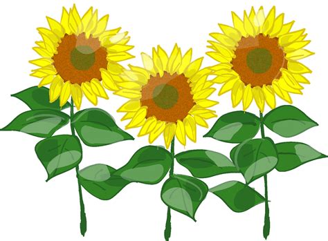 Image result for 夏 イラスト かわいい