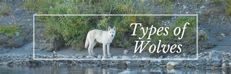 Toradh íomhá ar Kinds of Wolves