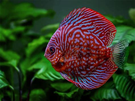 Image result for Purple Dragon Discus Fish