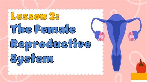 Image result for Female Reproductive System Free Science Lessons