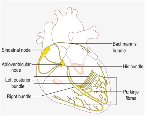 Image result for Heart Conduction System Animation