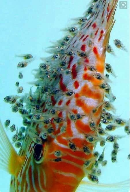 Discus Fish Natural Habitat に対する画像結果