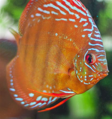 Discus Fish Natural Habitat に対する画像結果
