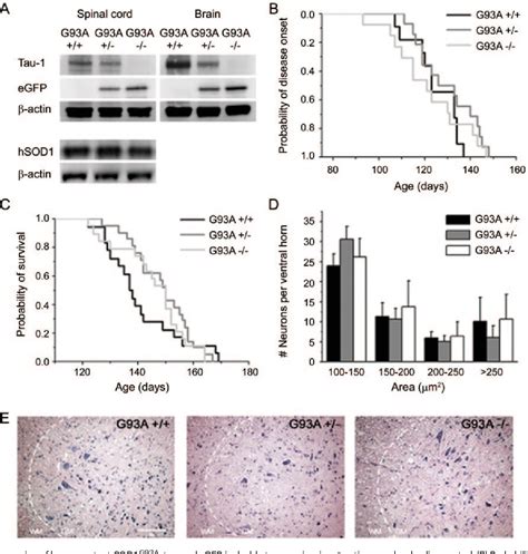 Coding Subtest に対する画像結果