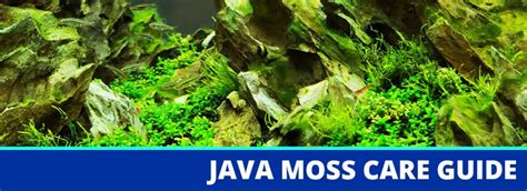 Image result for How to Install Java Moss