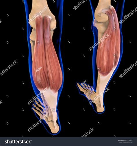 Image result for Soft Muscle Cells