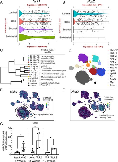 Image result for NCK Primun