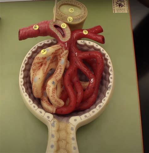 Image result for Kidney Anatomy Chart