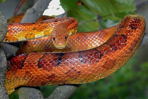 Image result for Big Corn Snake