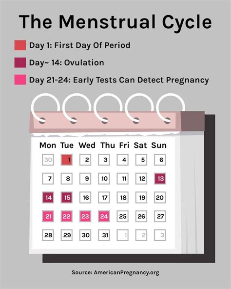 Afbeeldingsresultaten voor Period Ovulation Cycle Chart