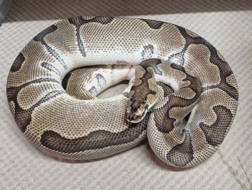 Toradh íomhá ar Plymouth Python