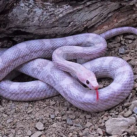 Image result for Lavender Corn Snake