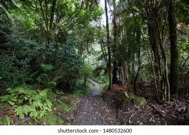 Image result for Lush Jungle Path