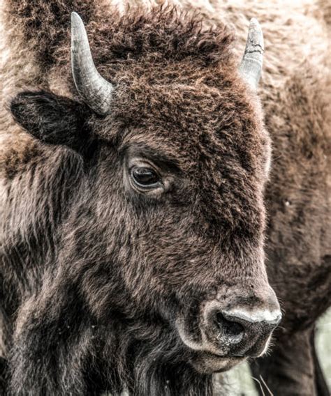 Image result for Buffalo Rock Logo